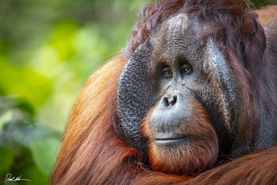 Orangutan in Borneo, jungle