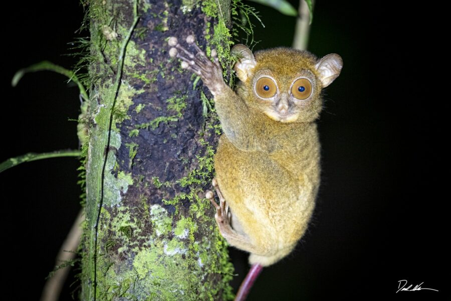 Western Tarsier in Borneo jungle