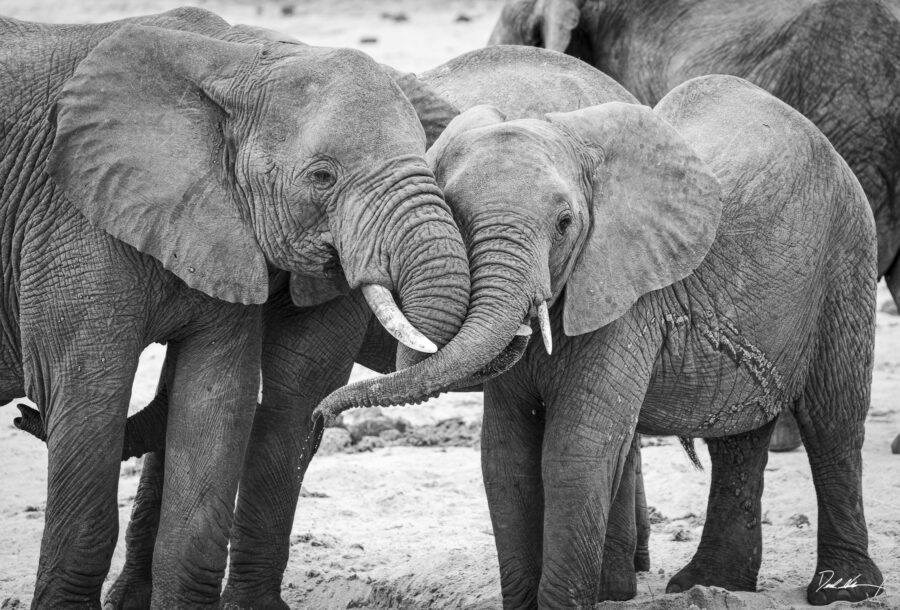 elephant hug in tanzania