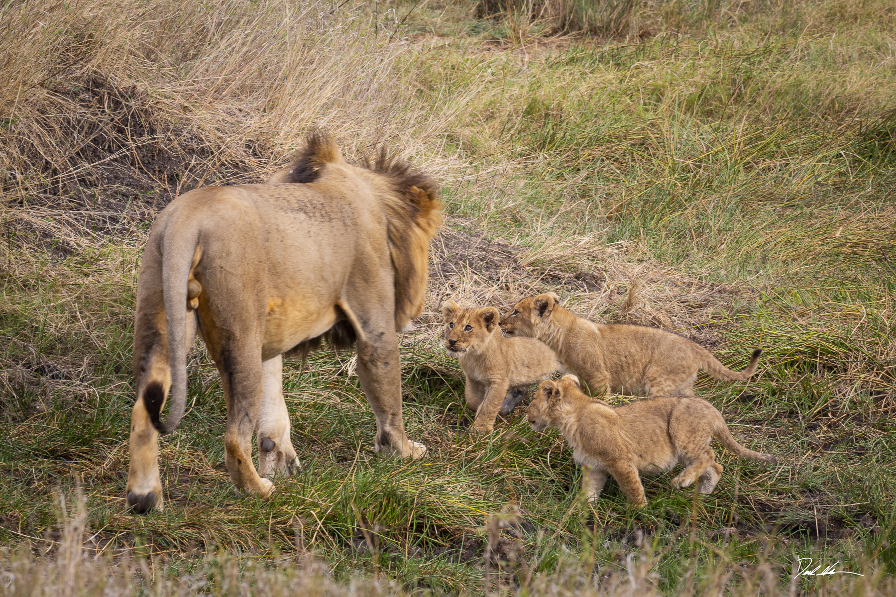 Lion cubs in Tanzania