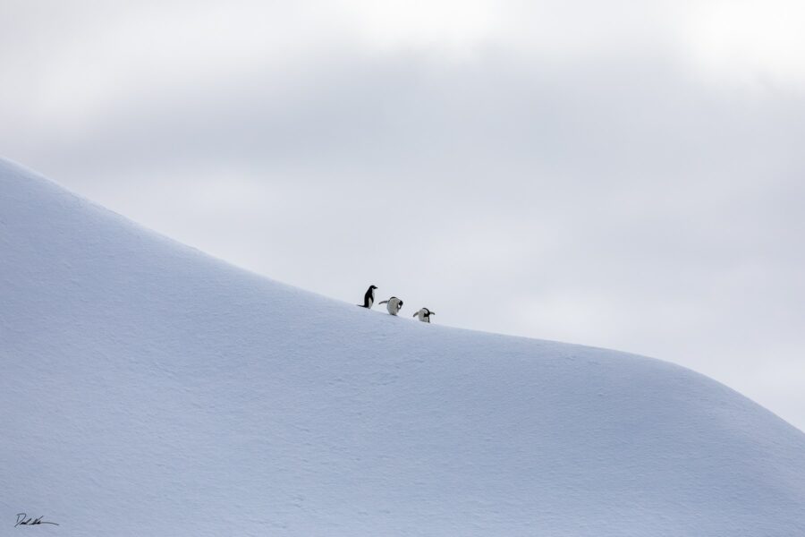 3 penguins in the distance