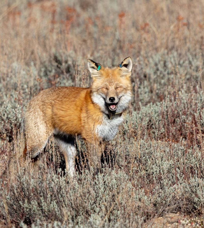 a photograph of a fox looking like he is laughing