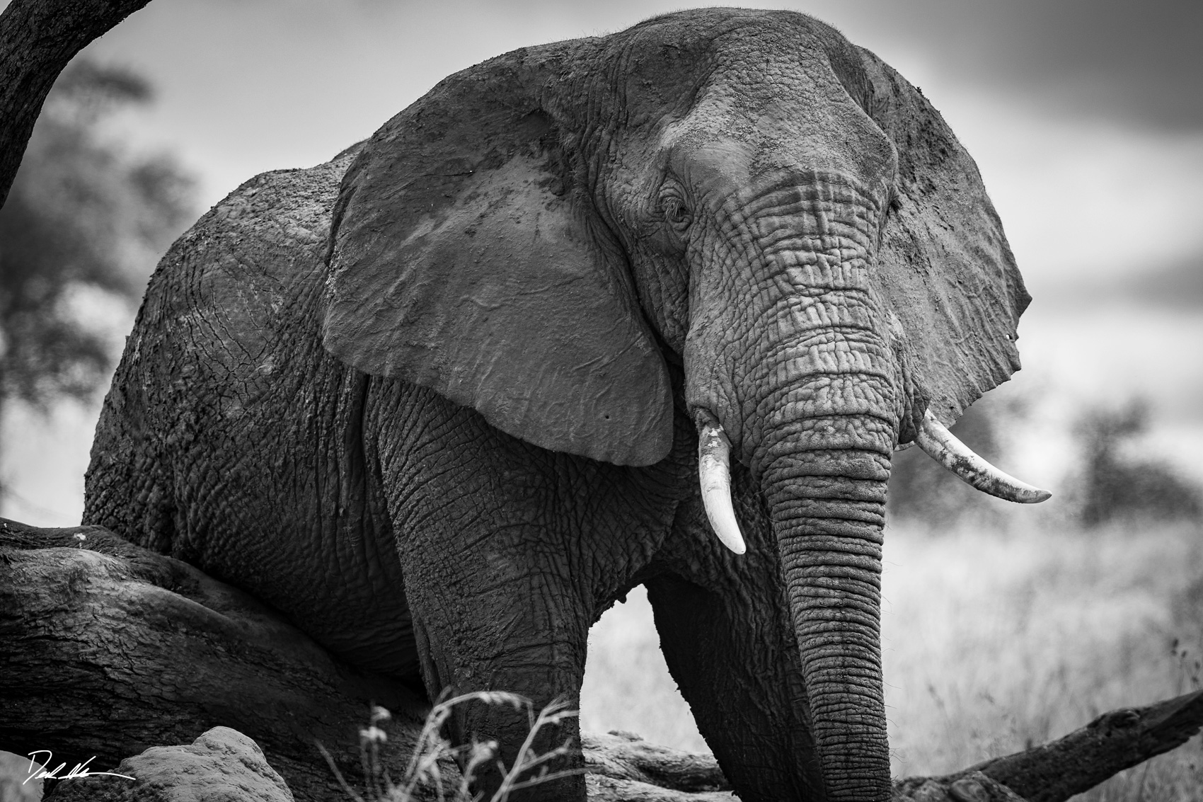 Black and white photo of large bull elephant in Tanzania climbing over a fallen branch