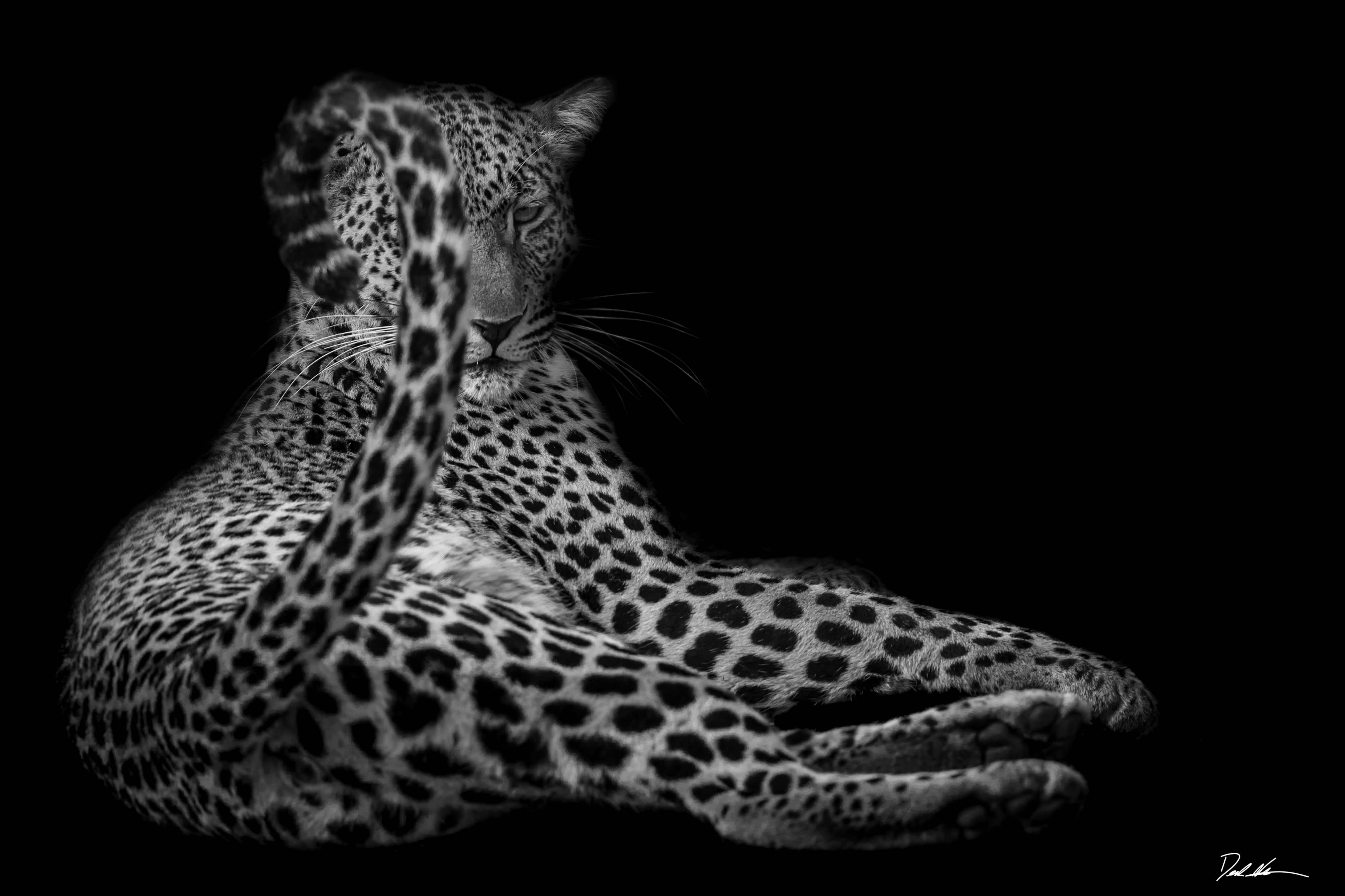 black and white photo of female leopard waving her tail in front of her face with a dark black background